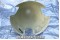Cessna / Piper / Beechcraft Three Blade Aircraft Propeller Spinner