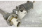 1050569,,  Bellanca Viking Flap Motor and Transmission Assembly Core