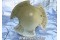 Piper / Cessna / Beechcraft Three Blade Aircraft Propeller Spinner