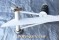 64257.000,, Kitfox Experimental Aircraft Nose Wheel Landing Gear Assembly
