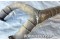 Cessna 140 / 120 / Continental Aircraft Engine Exhaust Stack for repair