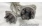 M1878, M-1878, Continental 470 / 520 Engine 6362 / 6382 Slick Magneto Ignition Harness